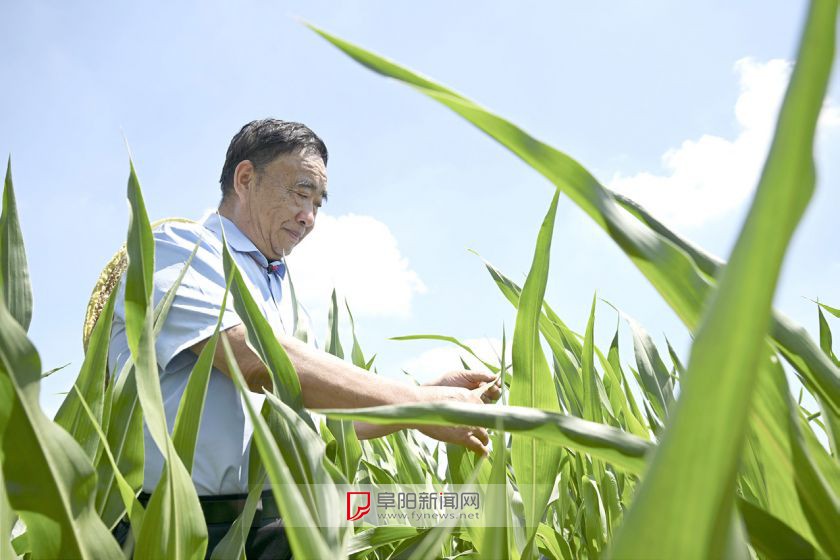 楝树下守望丰收